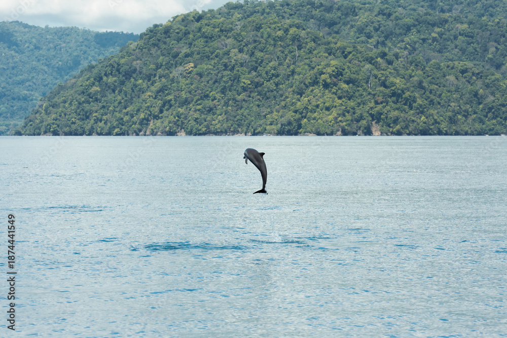 Obraz premium Dolphin Jumping Above Calm Ocean Surface