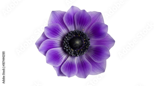 Purple Flower Closeup Isolated on Transparent Background