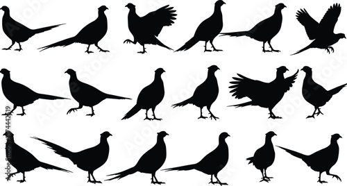 Black silhouette collection of fifteen pheasant bird illustrations in diverse poses including standing, walking, and flying for wildlife design catalog
