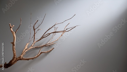 Wallpaper Mural simple dry branch isolated on smooth gray background natural lighting minimalist nature concept copy space Torontodigital.ca