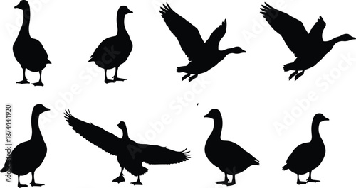 Goose silhouette set, flying and standing poses, waterfowl collection, black vector illustration, wildlife bird icons, isolated on white background design