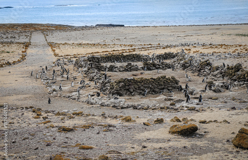 Canvastavla Pingüinos de magallanes colonizando restos de construcción humana en una isla