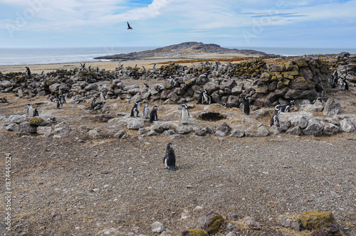 Canvastavla Pingüinos de magallanes colonizando restos de construcción humana en una isla