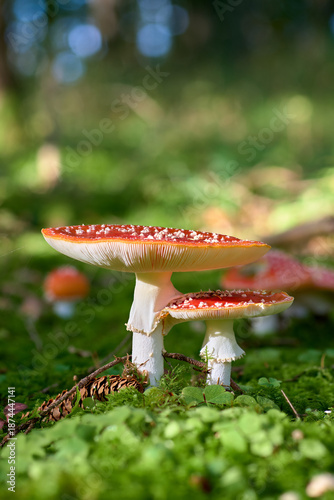 Fliegenpilz (Amanita muscaria) im Zauberwald, Herbststimmung, rot-weißer Pilz auf Moos, märchenhafte Naturaufnahme.