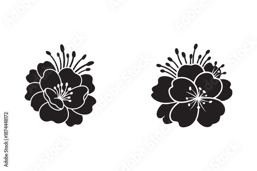 Elegant blooming flower silhouette with white background