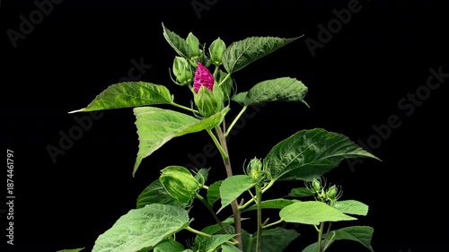 Hibiscus Moscheutos Flower Blooms. Bud Opens into a large Pink Flower. Time Lapse of a Blooming Hibiscus Plant. Detailed Macro Timelapse of a Blossoming flower. Hibiscus Close Up