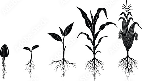Large Collection of Corn Plant Growth Stages Silhouettes from Seed to Harvest for Agriculture Education, Farming Design, Organic Food Projects, and Professional Vector Illustration