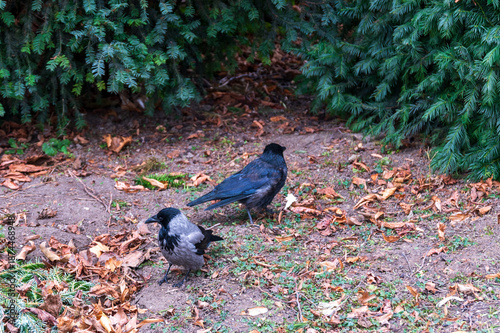 A pair of ravens in Stadtpark, Vienna