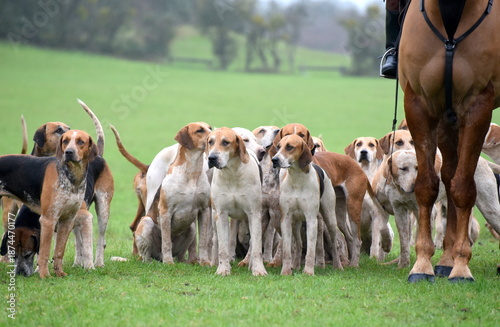 Tableau sur toile Fox hounds waiting with hunt staff at a meet before they set off.