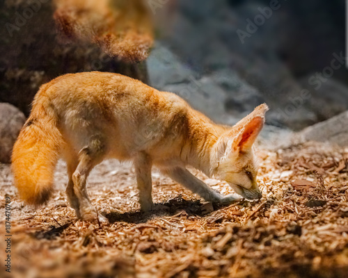 A Fennec Fox searching a food