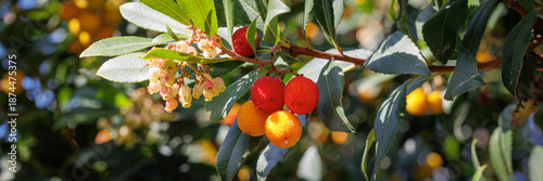 Canvas Print Fruiting Arbutus Unedo Tree with Red Orange Berries