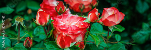 Bright Red Roses Bloom in a Garden During the Day in a Warm Season and Attract Bees and Butterflies