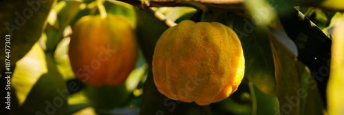 Foto Furrowed bitter orange Citrus × aurantium 'Canaliculata' fruits with rain drops