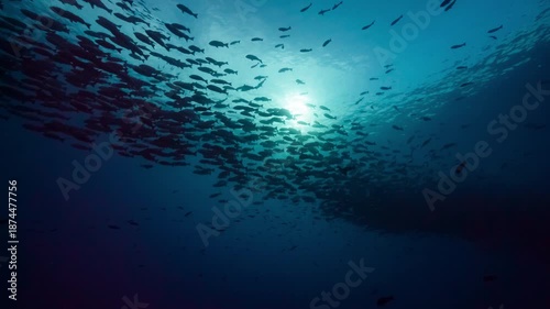 Underwater shot looking up at a huge school of fish swimming in a spawning aggregation silhouetted by the sun