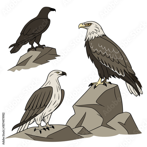 Of three birds of prey on rocks eagles wildlife animals