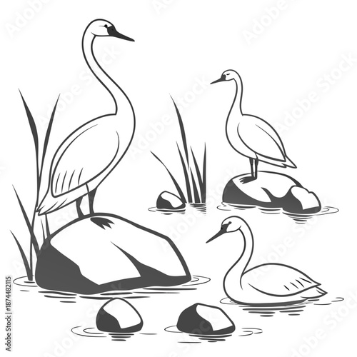 Minimal realistic showing several long necked water birds on rocks and in water