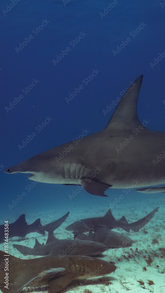 Fototapeta premium A 9:16 Portrait image of a Great Hammerhead (Sphyrna mokarran) in Bimini, Bahamas