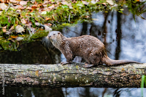 Bild auf Leinwand River otter (Lutra lutra) on a log above the water in the forest