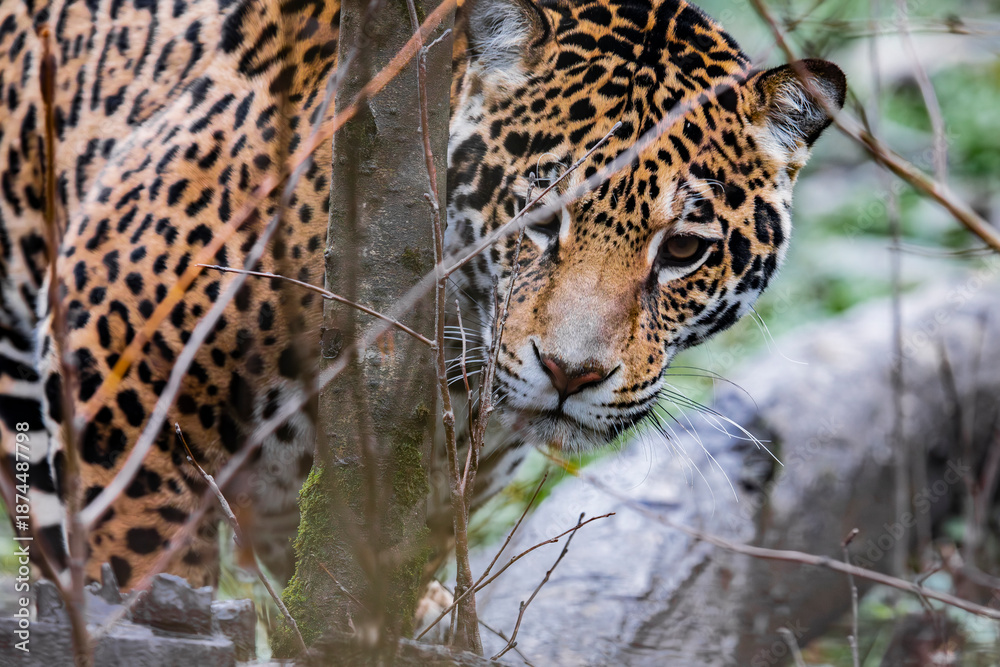 Fototapeta premium Jaguar in the woods