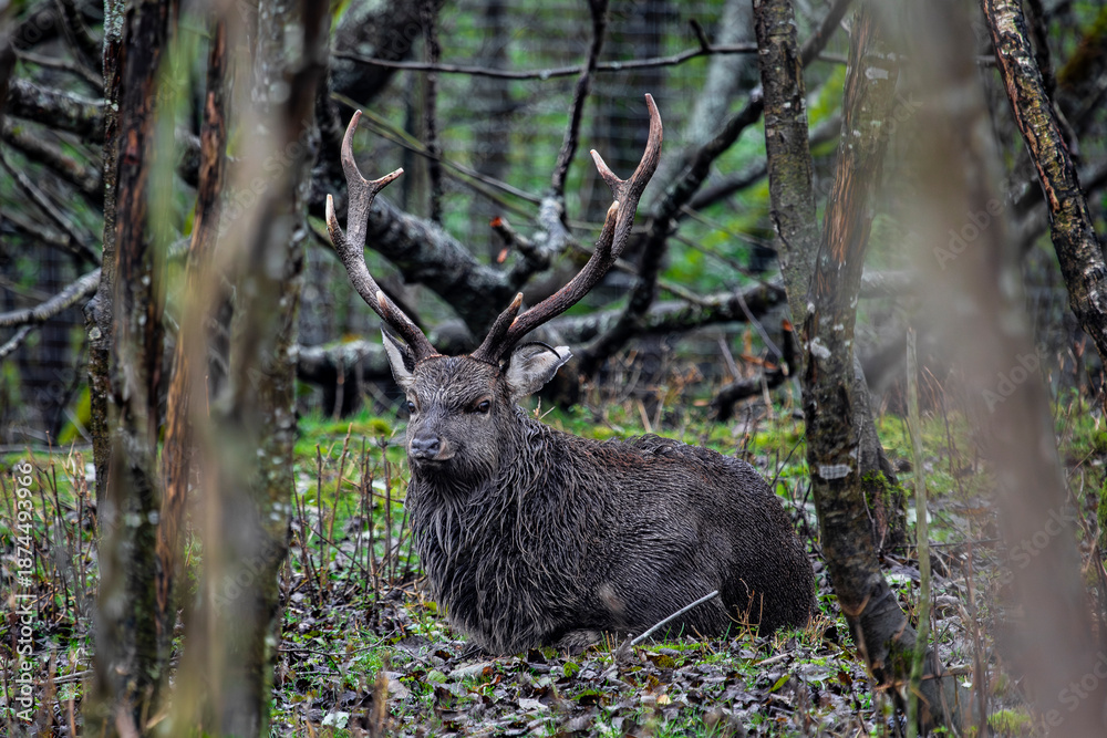 Obraz premium European red deer (Cervus elaphus hippelaphus) with branched horns in the forest