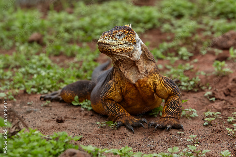 Fototapeta premium The terrestrial iguana, particularly the Galápagos Land Iguana (Conolophus subcristatus), is an iconic species found on the Galápagos Islands. 