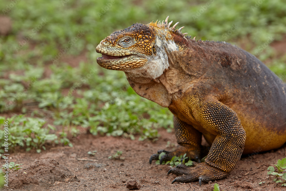 Fototapeta premium The terrestrial iguana, particularly the Galápagos Land Iguana (Conolophus subcristatus), is an iconic species found on the Galápagos Islands. 