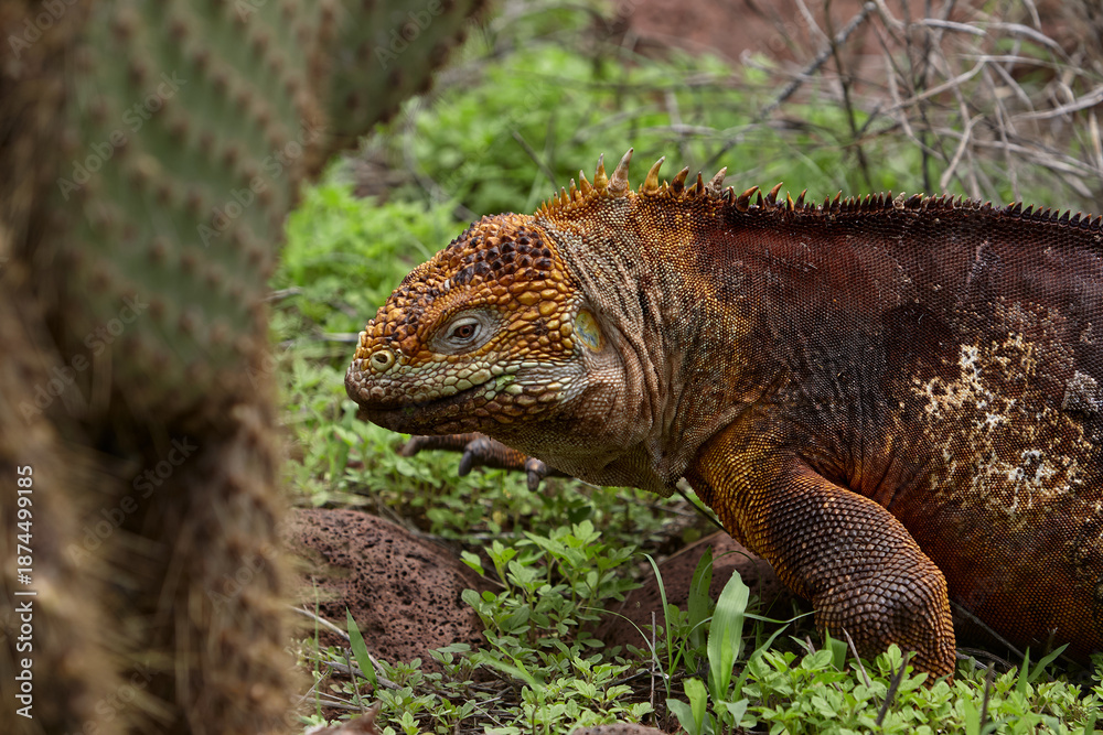 Fototapeta premium The terrestrial iguana, particularly the Galápagos Land Iguana (Conolophus subcristatus), is an iconic species found on the Galápagos Islands. 