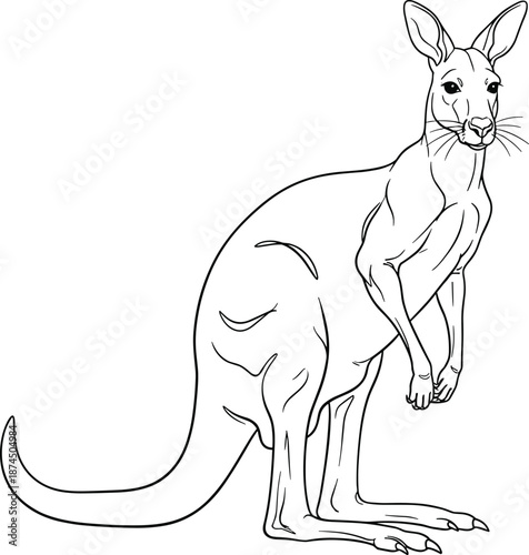 Kangaroo illustration, black and white sketch, standing pose, muscular limbs, long tail, large ears, wildlife drawing, Australian animal, line art, nature reference