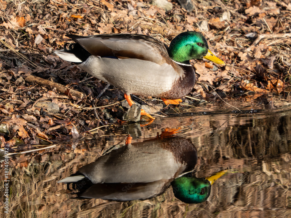 Obraz premium Winter