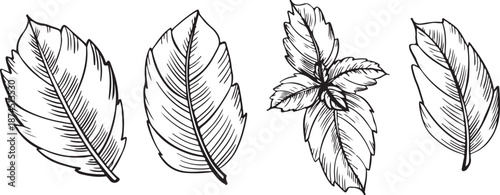 Hand-drawn graphics of mint leaves in various shapes and sizes. The set includes detailed illustrations of individual leaves and a cluster of leaves.