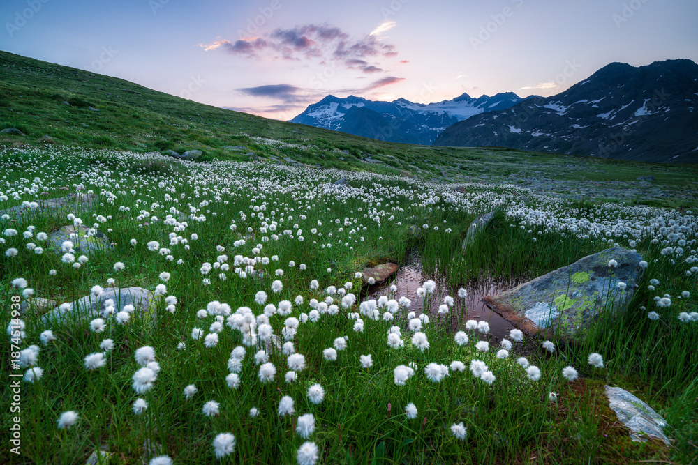 Fototapeta premium High-resolution wide-angle shot of a cotton grass meadow in the Alps. Features snowy mountain range, reflection pool, and dawn sky. Perfect for travel and environmental themes.