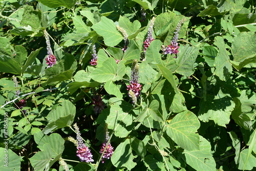 Photos Pueraria montana var