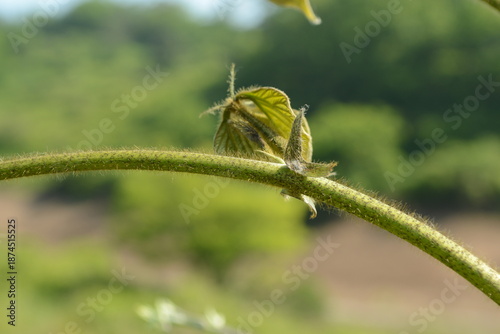 Photography Kudzu Pueraria montana var