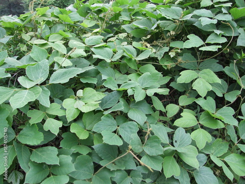 Kudzu Pueraria montana var. lobata is a vigorous deciduous vine known for its thick medicinal roots and trifoliate leaves. This is an authentic optical photography.