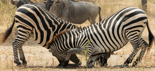Ingelijste posters Wilde dieren Vechtende zebras in Afrikaanse savanne  © yehoram