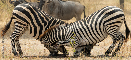 Canvas Print Two zebras fighting in African savannah
Two wild zebras fighting in the African savannah