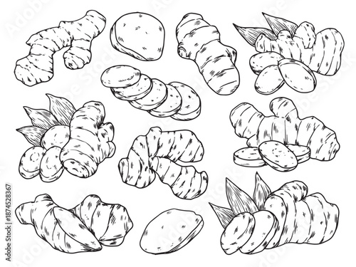 Set of hand drawn Ginger herb outline drawing illustration