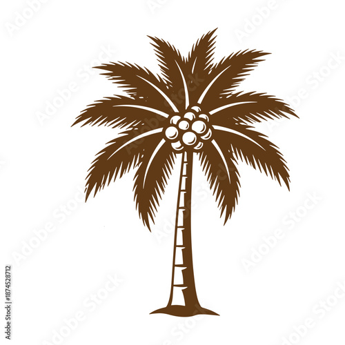 Brown palm tree with leaves and coconuts on trunk isolated on white background
