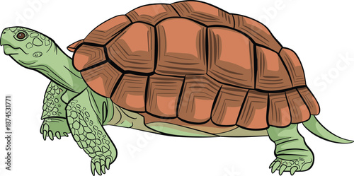 Green turtle illustration, cartoon tortoise character, isolated reptile art, wildlife animal design, vector drawing, educational nature graphic, white background, detailed shell