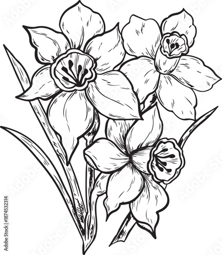 Hand-drawn graphics of daffodil flowers with detailed petals and leaves. The illustration showcases multiple blooms in a natural arrangement.