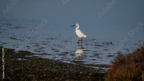Elegant white great egret wading in calm wetland waters with clear reflection