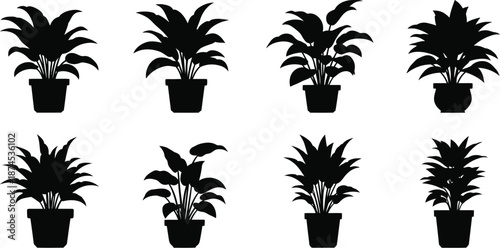 Collection of potted tropical plants in a dark striking silhouette