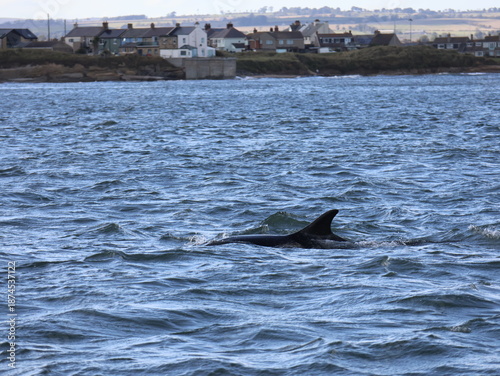 Bottlenose dolphin swims in the sea off Amble, Northumberland, UK