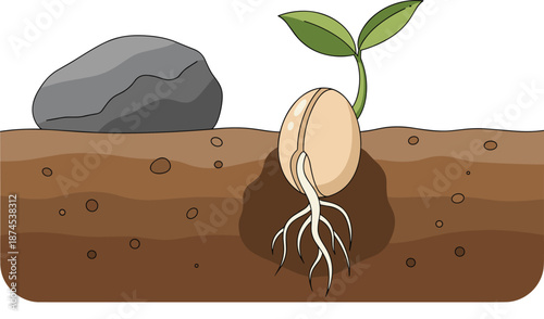 Seed, germination, plant, growth, soil, roots, sprout, nature, agriculture, farming, biology, ecology, environment, illustration, vector, organic, green,  