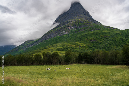 Goats roam freely in Innerdalen Valley as they graze on grass near Innerdalstårnet Mountain. The landscape shows greenery and cloudy skies above the dramatic peak.
