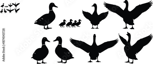 Black duck and mallard silhouettes set featuring swimming ducks, flying wings, ducklings, waterfowl family, pond birds, and nature wildlife icons.