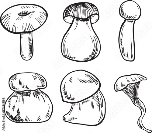 Hand-drawn graphics set of various mushrooms. Includes different shapes and sizes, showcasing unique features and textures of each mushroom.