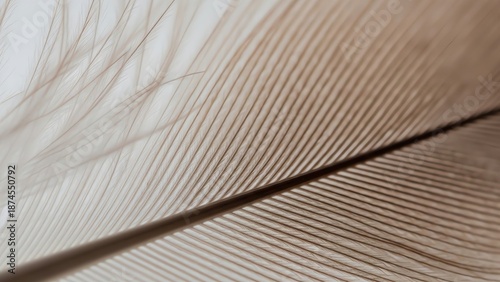 Delicate Feather Closeup Soft Texture