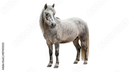 Gray pony stands on white background in upright position with calm expression