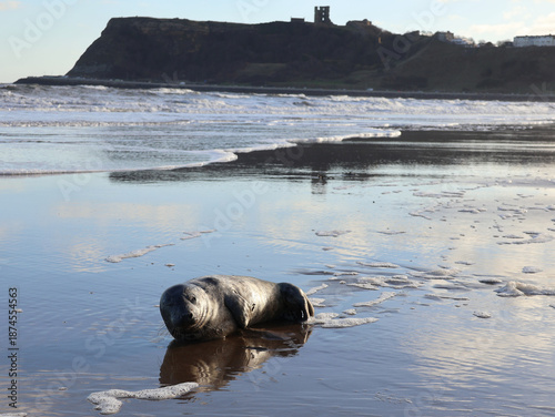 Juvenile grey seal rests on Scarborough North Beach with the castle and cliffs in view